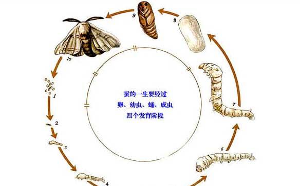 蚕养殖技术