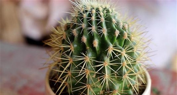 仙人球