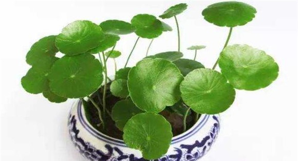 铜钱草