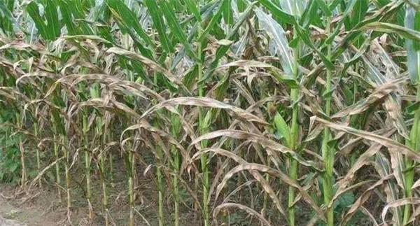 怎样预防玉米纹枯病