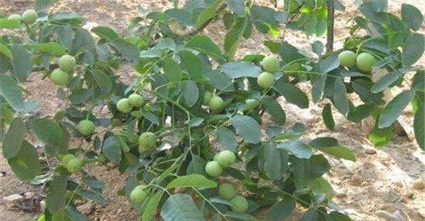 核桃树的需肥特点