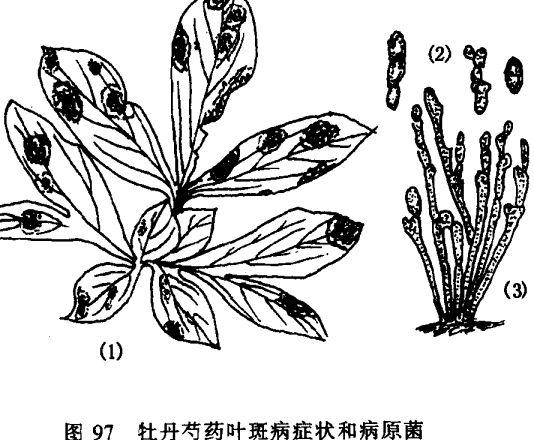 芍药病虫害防治技术