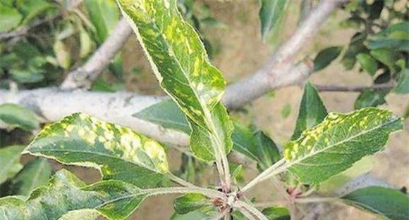 秋季苹果树病虫害防治