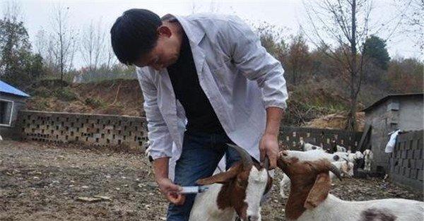 羊链球菌感染的防治要点