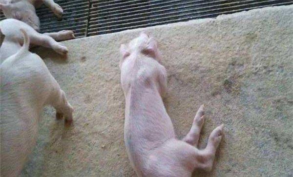 仔猪胀气怎么治疗