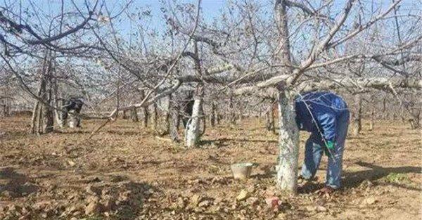 实施苹果树病虫害防治