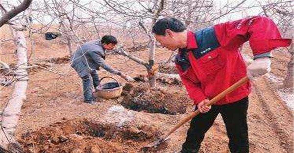 加强苹果树的土肥水管理