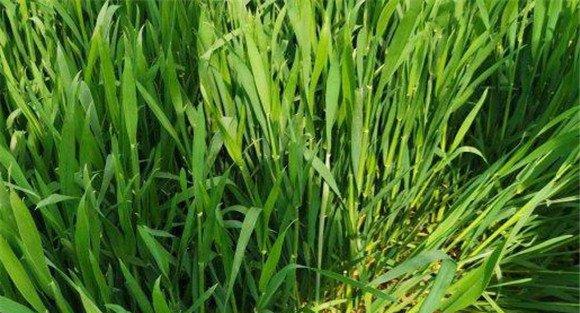 小麦蚜虫的危害特征
