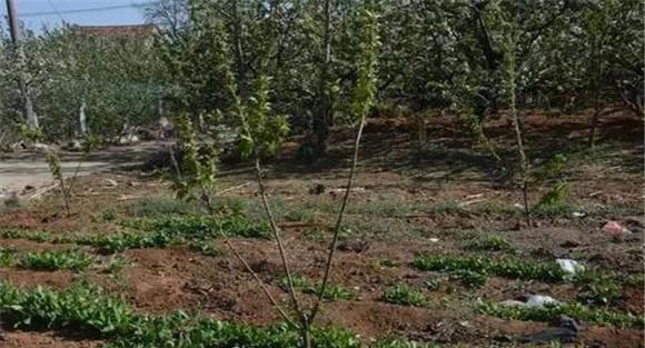 甜樱桃种植对土壤的要求