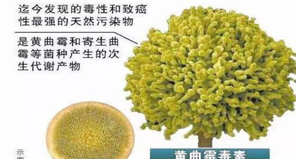 黄曲霉毒素