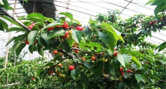 樱桃种植环境条件要求