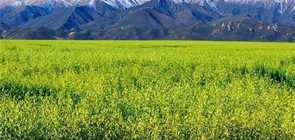 燕麦种植环境要求