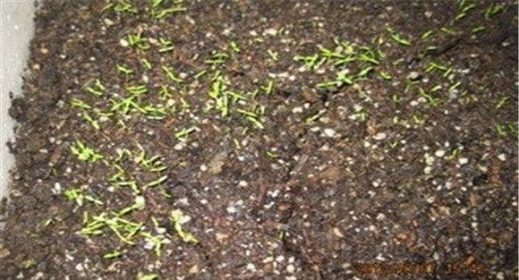 提高西芹发芽率，不要使用当年的种子