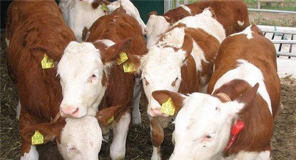 肉牛日粮配方的制定方法