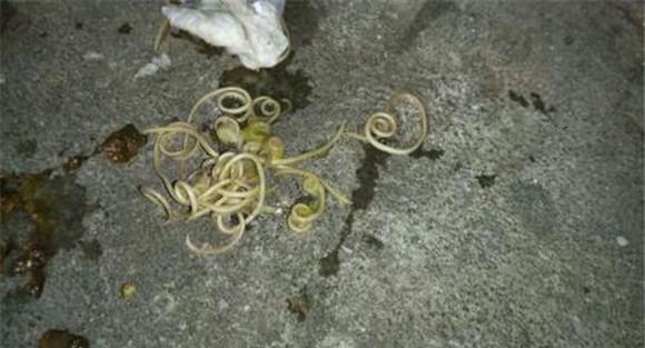  狗蛔虫病的病原是什么