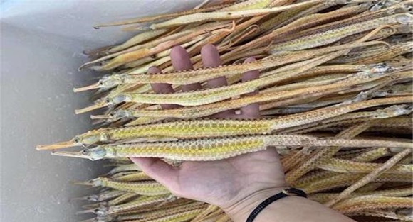 海龙的药理作用