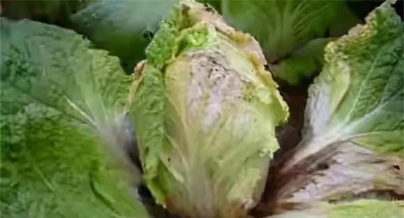 大白菜软腐病防治方法