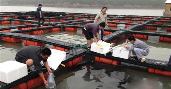 美洲帘蛤人工育苗有关问题的讨论