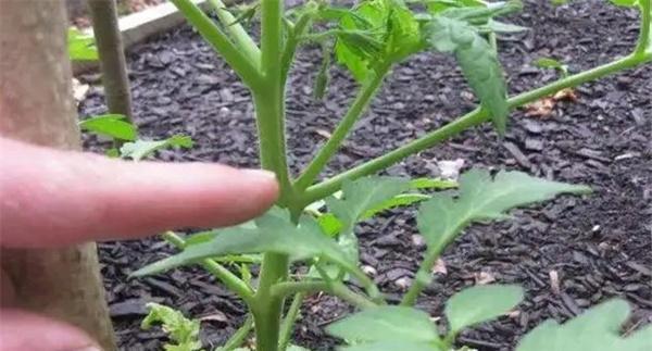 怎样给番茄整枝、摘心、打杈、疏花疏果