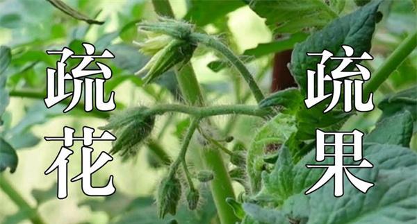 疏花疏果
