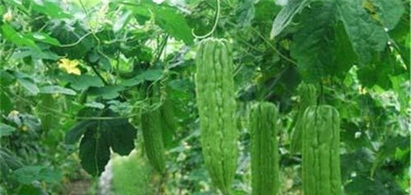 苦瓜的田间管理技术要点