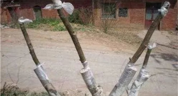 接穗切削方法