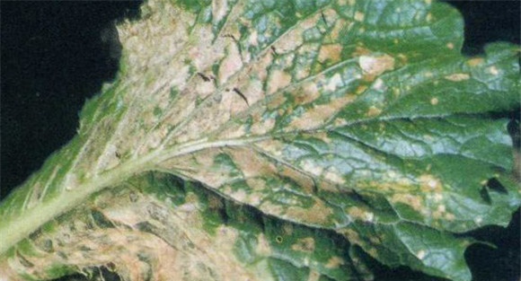 大白菜黑斑病防治