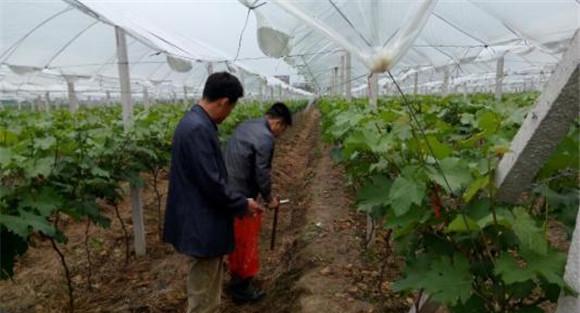 大棚葡萄的施肥要点