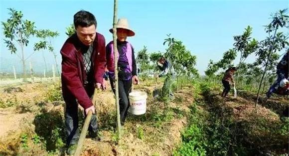 板栗树种植之施肥技术