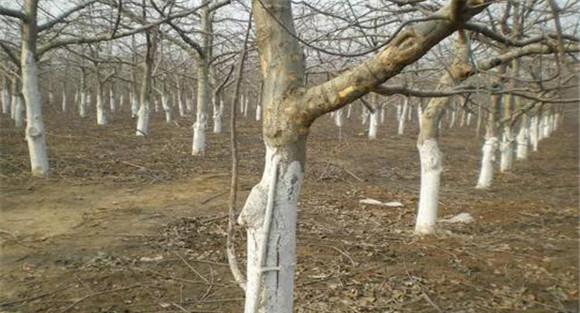 板栗树种植之刮皮涂白方法