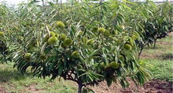 板栗树如何种植的五大技术要点