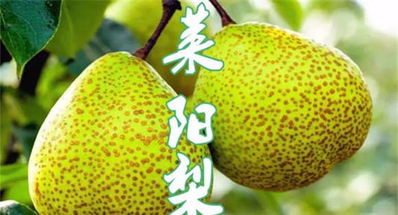 莱阳梨简介