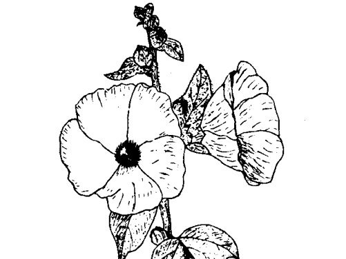 蔬菜种植方法