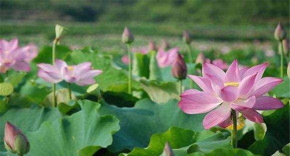 荷花花期是什么时候
