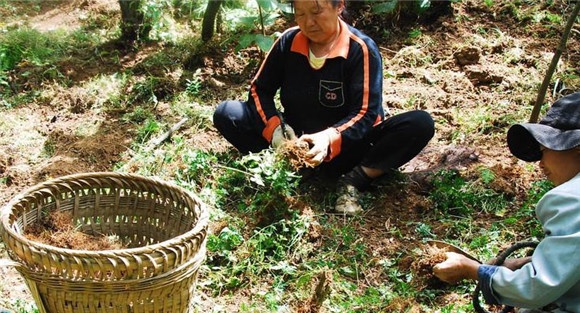 黄连种植多久可以收获