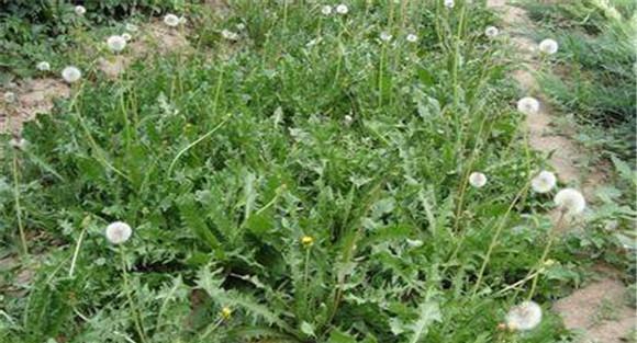 蒲公英种植技术及管理要点