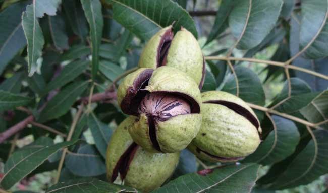 碧根果种植方法