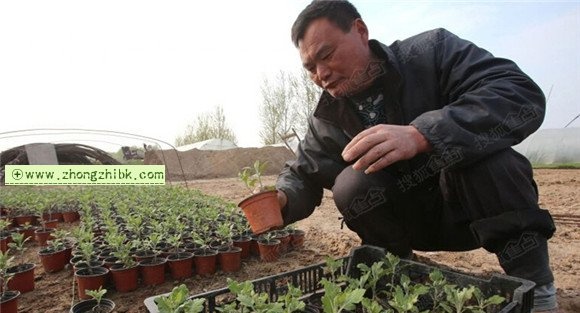 菊花的繁殖方法