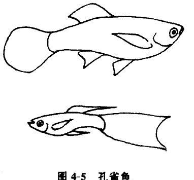 怎样养孔雀鱼？