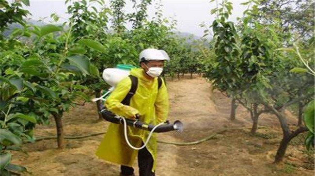 果树叶面施肥要掌握哪些技巧