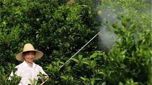 果树该如何喷施叶面肥