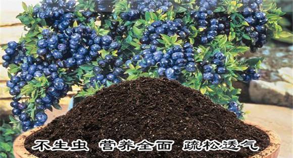 盆栽蓝莓的土壤要求