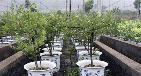 盆栽蓝莓的浇水管理