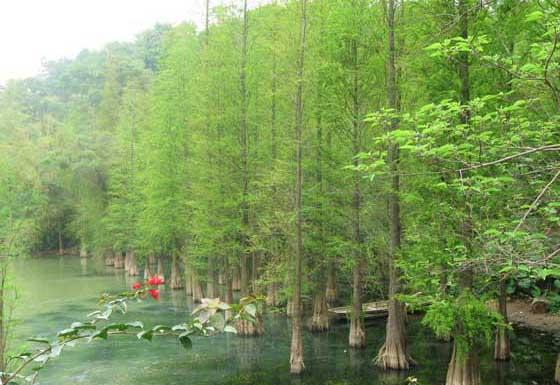 水杉掉叶子怎么办