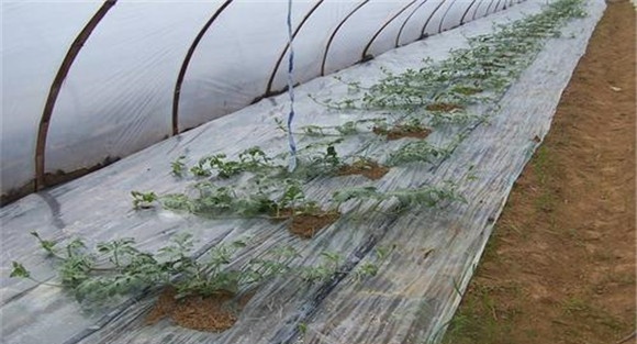 大棚西瓜的定植技术要点