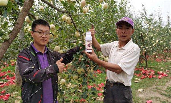 苹果摘袋后为什么要打药
