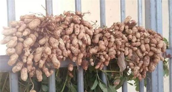 花生种植品种的选择