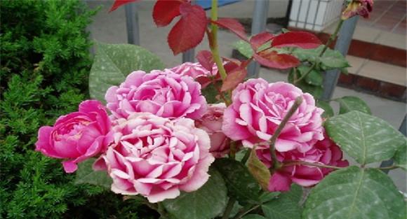 盆栽月季花养殖