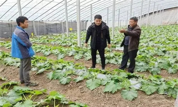 及时防治病虫害