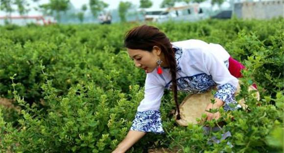 金银花的采摘时间与方法